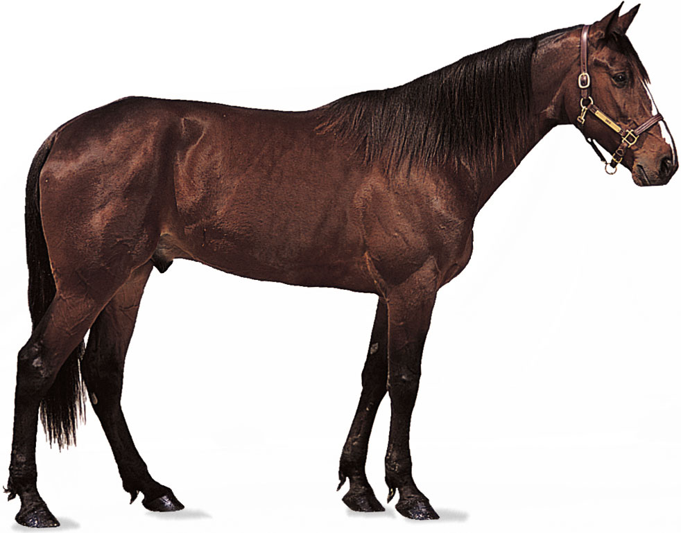 gelding-bay-coat.jpg