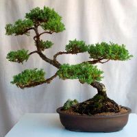 pot bonsai.jpg