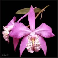 pot orchid.jpg
