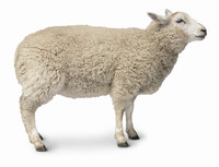 sheep_noun_002_33294.jpg